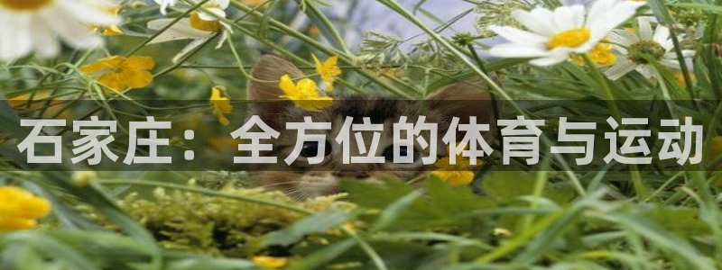 a8体育下载app：石家庄：全方位的体育与运动